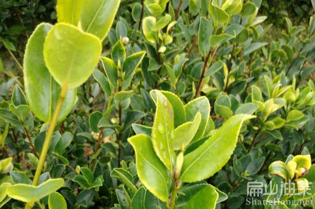 益陽(yáng)油茶苗帶土