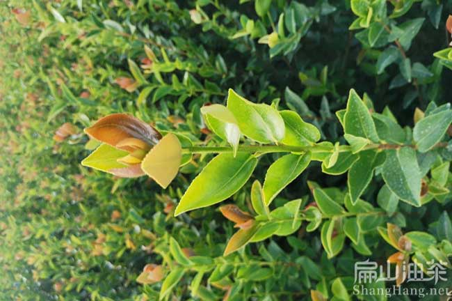益陽(yáng)油茶苗培育