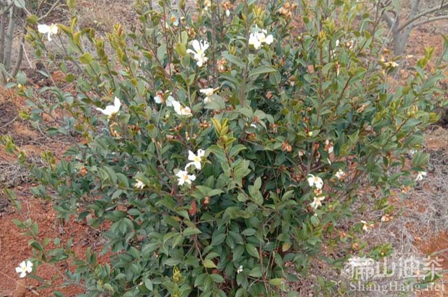 江西長(zhǎng)林53號(hào)油茶樹