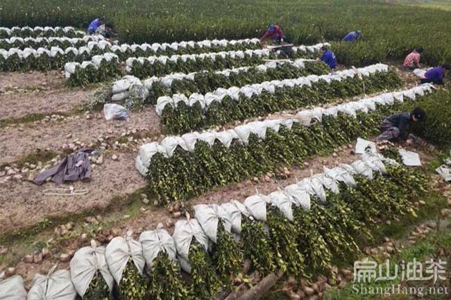 廣西三年油茶苗