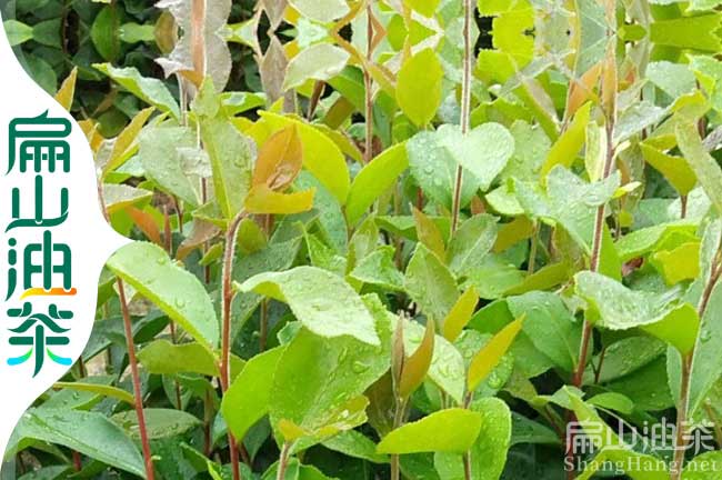 益陽(yáng)油茶苗批發(fā)