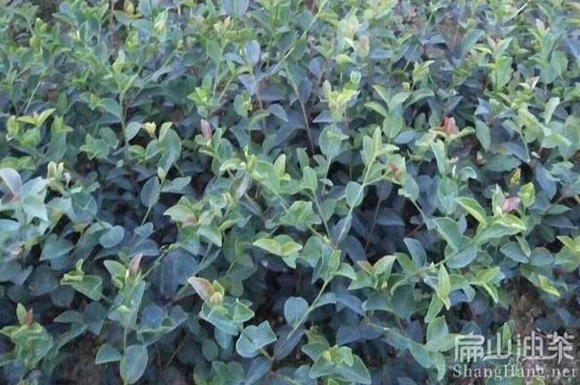 梧州大果茶籽果