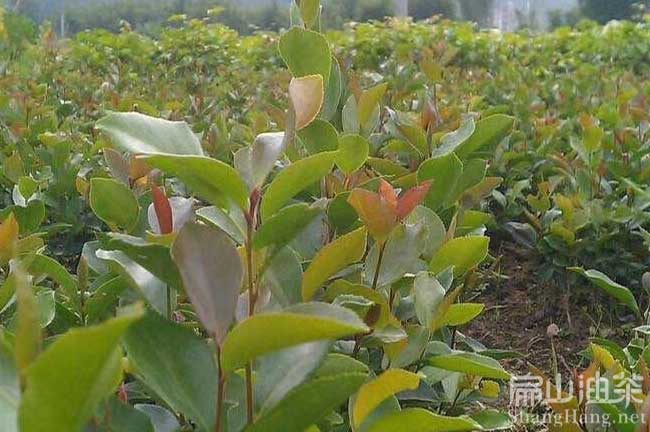 大豐軟枝茶籽樹苗