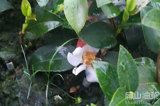 廈門(mén)油茶基地