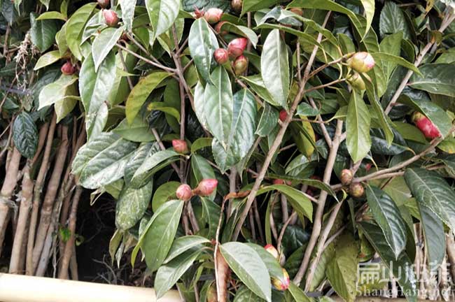 廣西大紅花油茶樹(shù)