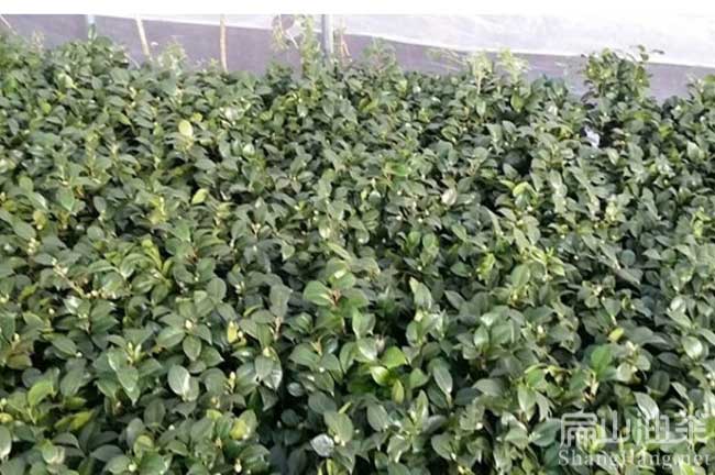 浙江大果油茶苗批發(fā)