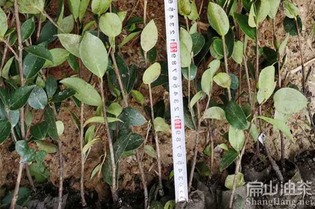 湖南新型油茶苗
