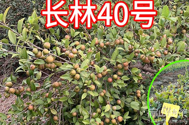 江西長(zhǎng)林40號(hào)油茶樹