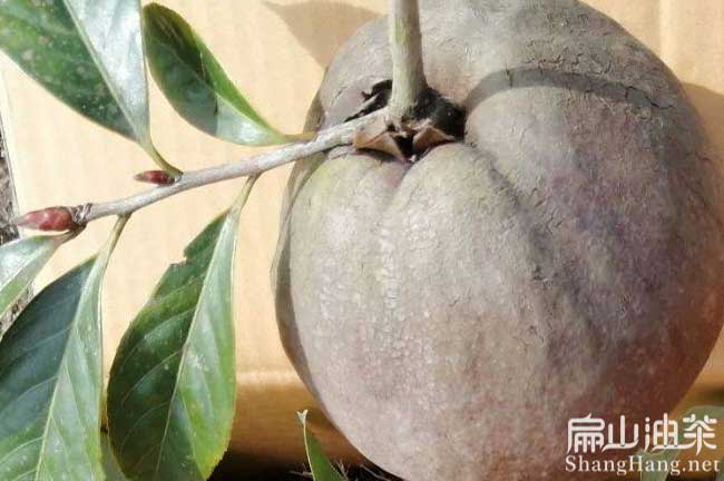 寧鄉(xiāng)大果油茶苗批發(fā)