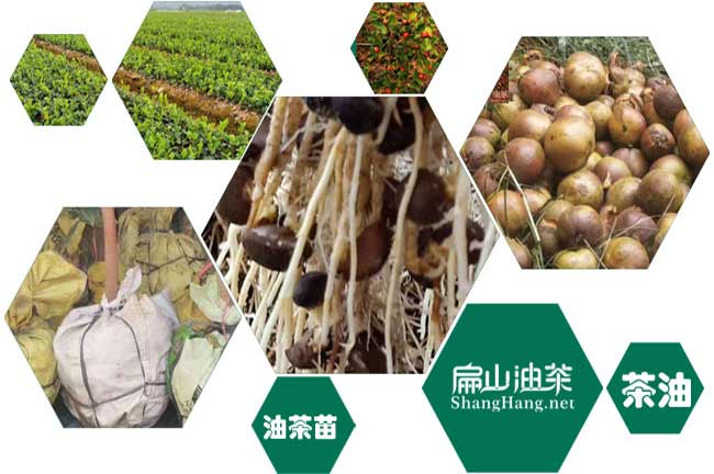 桂林油茶基地
