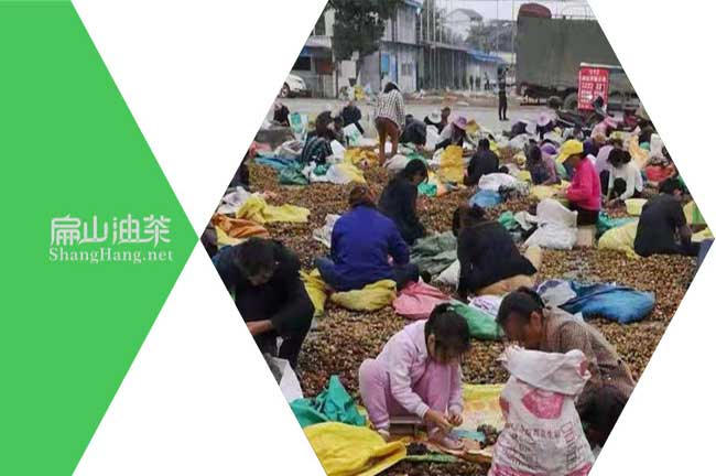 湖南茶籽回收