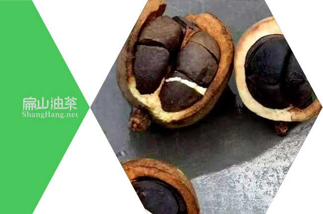 廣東茶籽回收價格 廣東茶籽回收購批發(fā)深加工多少錢一斤-扁山油茶