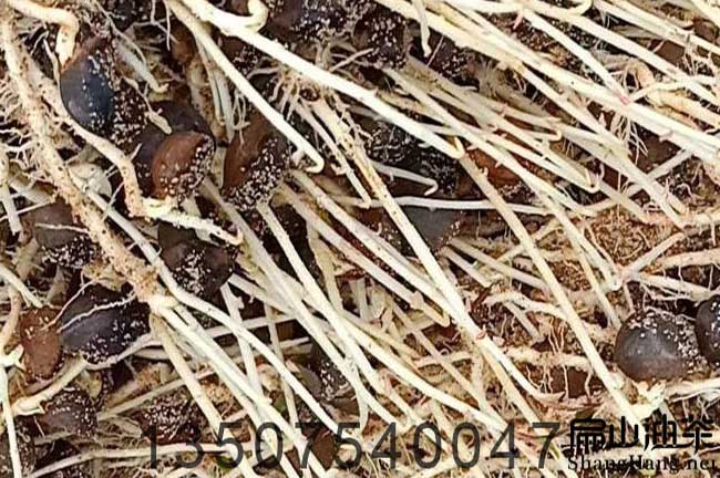 油茶嫁接技術