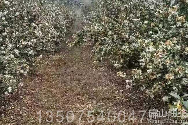湖南白花油茶樹(shù)