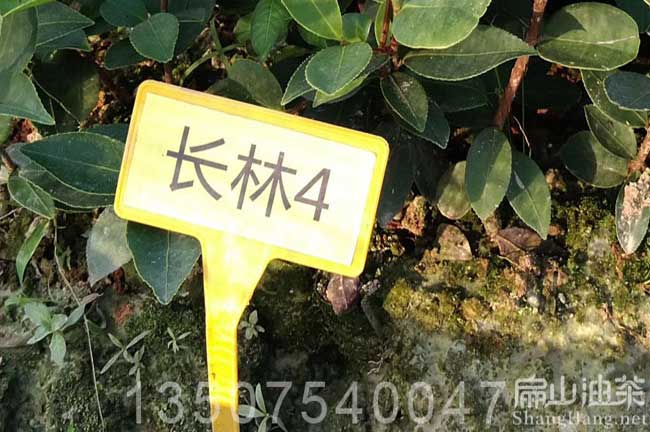 湖南長(zhǎng)林4號(hào)油茶苗