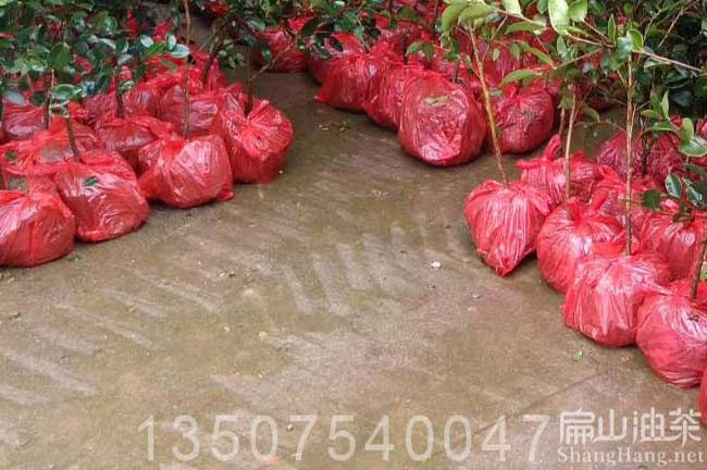 湖南長(zhǎng)林油茶苗批發(fā)