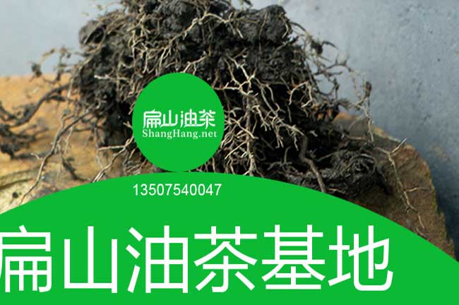 陽江油茶苗批發(fā)