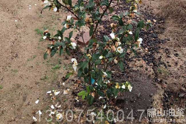 和平縣陽(yáng)油茶基地