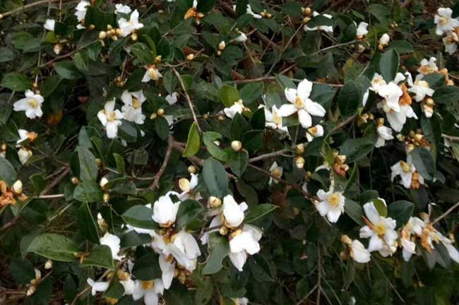 云南白花茶樹(shù)種植