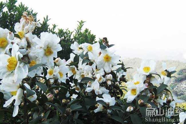 龍里白花油茶種植