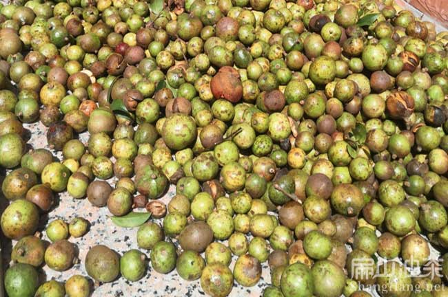 中國(guó)三華茶籽樹苗批發(fā)
