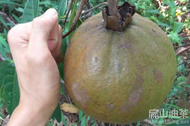 南寧大果油茶苗秕發(fā)