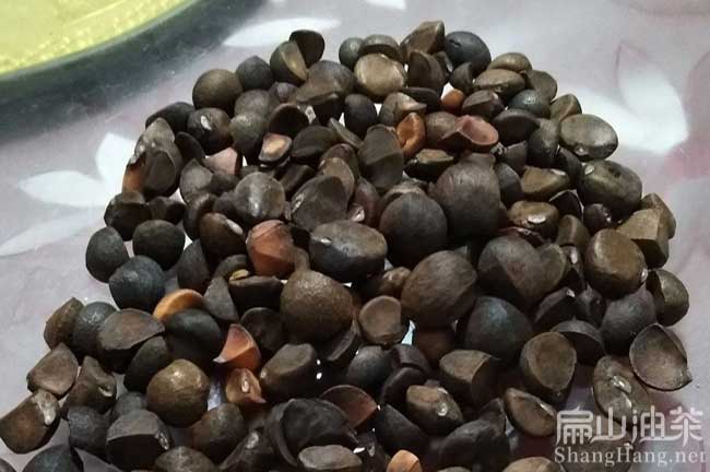 北方茶籽收購