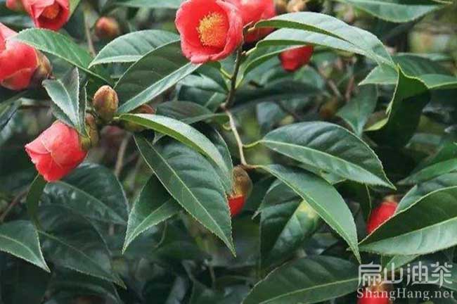 廣西紅花油茶苗