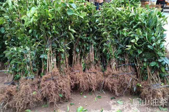湖南油茶苗批發(fā)