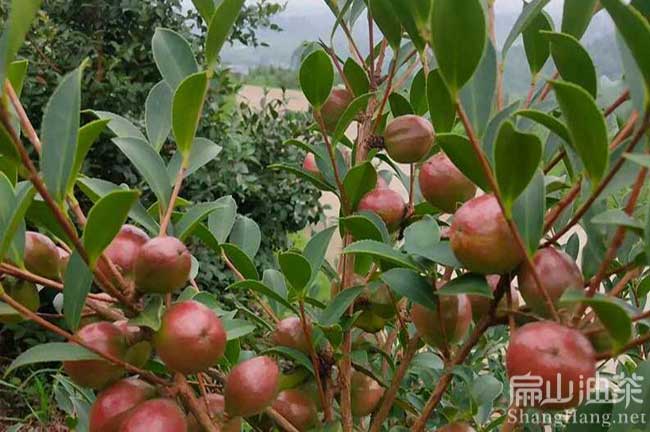 恭城大果茶籽苗