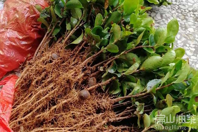 大果實(shí)生苗批發(fā)