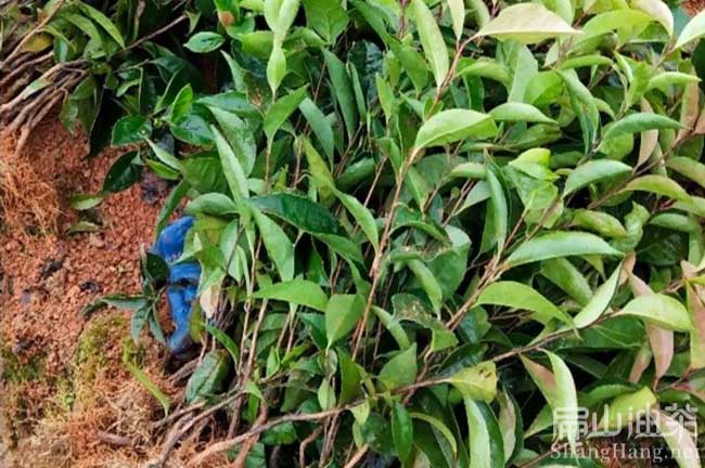 浙江湖南廣西種植中科紅花大果油茶苗特點(diǎn)及優(yōu)點(diǎn)公示-扁山油茶