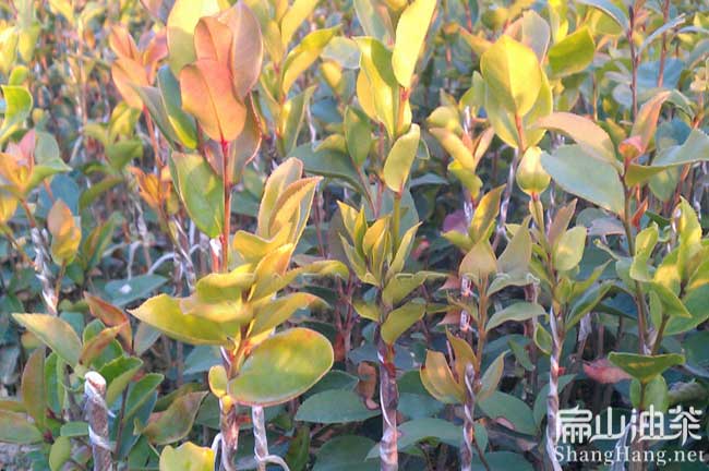 湖南湘林69號(hào)油茶苗
