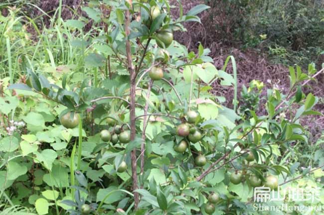 湘林27號(hào)油茶苗