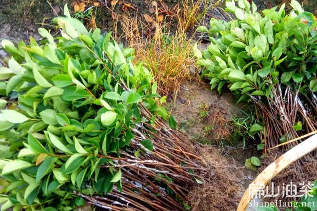 廣西軟枝油茶苗批發(fā) 廣西軟枝油茶苗批發(fā)