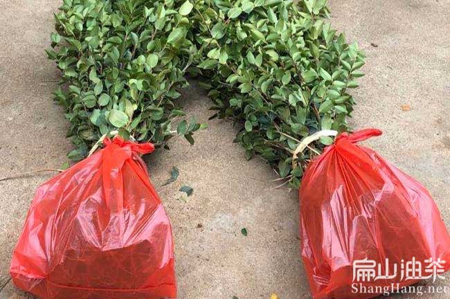 興國(guó)油茶種植