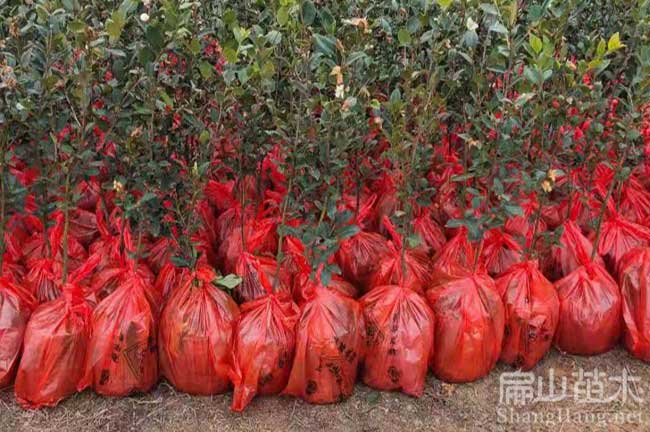 福建老茶籽樹(shù)