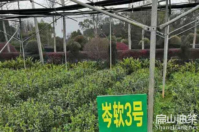 廣西岑軟3號(hào)油茶苗