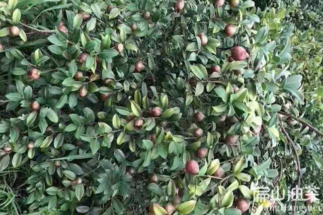  江西高產(chǎn)長(zhǎng)林油茶苗