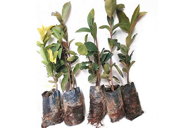 TR銅仁大紅花油茶苗批發(fā) 銅仁大果油茶種植基地杯苗-扁山油茶