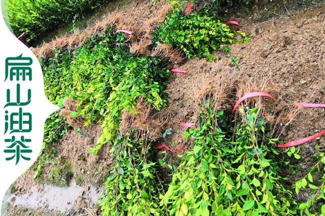 2024惠州龍門油茶苗基地 惠州博羅油茶苗批發(fā)種植區(qū)惠東
