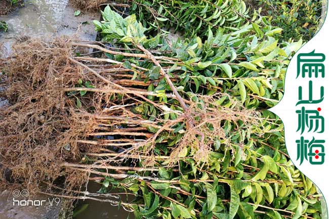 宣城大果油茶苗 宣城大果油茶苗