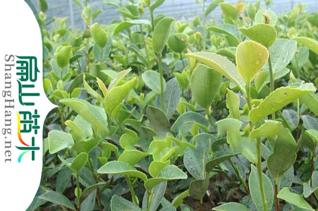 河池大果油茶苗批發(fā)(廣西軟枝中科)河池大紅花油茶苗批發(fā)