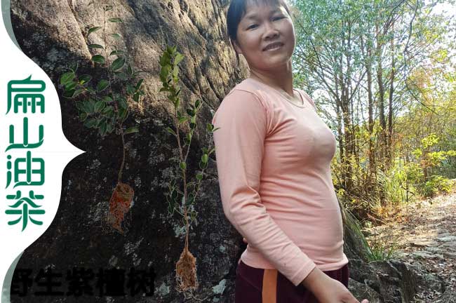 中國油茶網(wǎng)(中國2024-2025新型大果紅花茶樹苗種植基地)