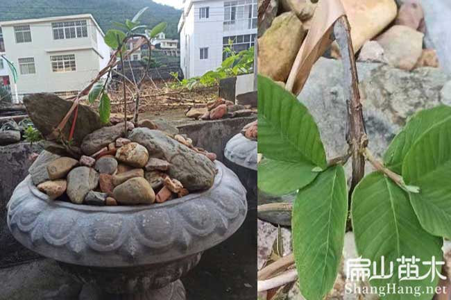 福州芭樂苗批發(fā)
