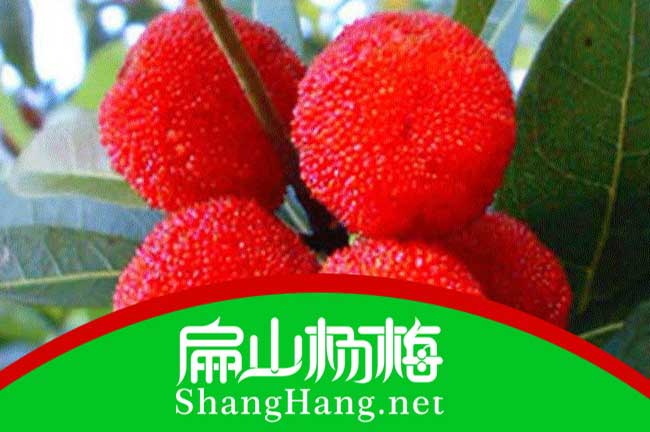 東莞大黑炭楊梅苗批發(fā) 廣東白楊梅苗東莞大黑炭楊梅苗價格