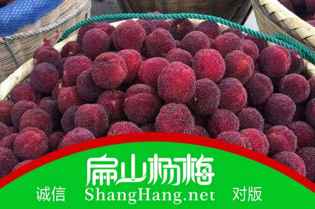 銅川楊梅苗批發(fā) T耀州王益印臺(tái)宜君東魁楊梅苗價(jià)格-扁山楊梅