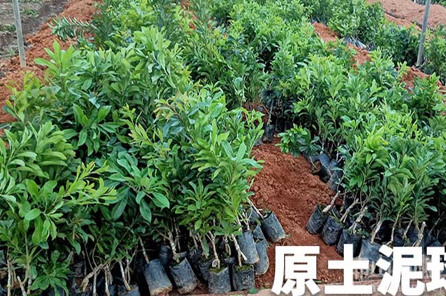 潤溪水晶楊梅苗批發(fā)