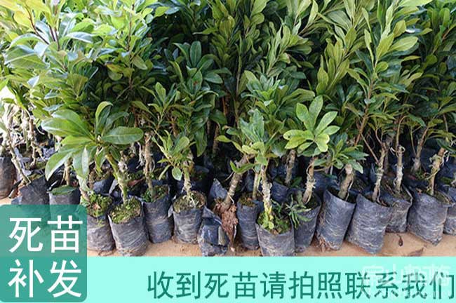 好苗 淮安常州東魁楊梅苗批發(fā) 常州大果紅花油茶苗批發(fā)