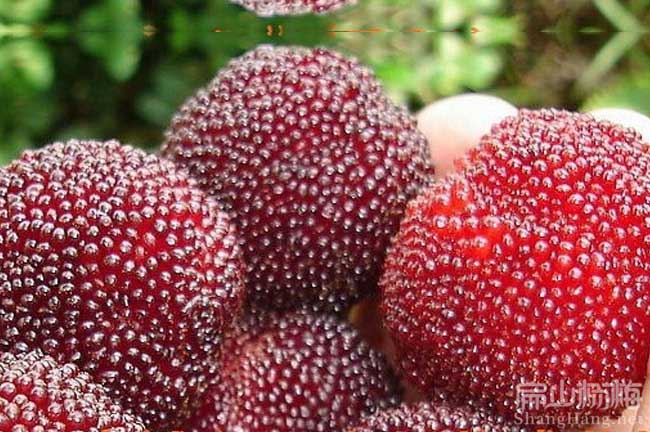 福州：楊梅苗油茶苗砂糖橘子苗沃柑苗批發(fā)種植基地-扁山楊梅